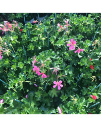 Geranium Lierre Simple Rose Pâle