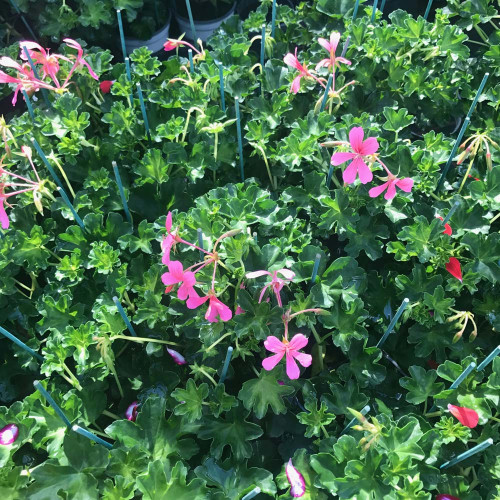 Geranium Lierre Simple Rose Pâle