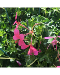Geranium Lierre Simple Rose Pâle