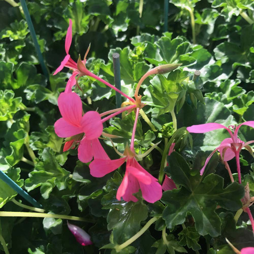 Geranium Lierre Simple Rose Pâle