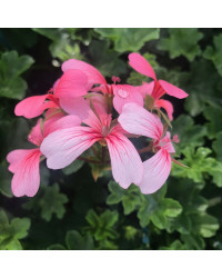 Geranium Lierre Simple Rose Pâle