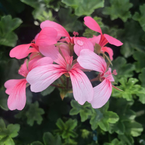 Geranium Lierre Simple Rose Pâle