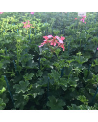 Geranium Lierre Simple Rose Pâle