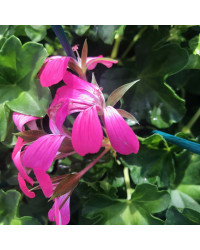 Geranium Lierre Simple Rose Pâle