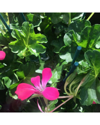 Geranium Lierre Simple Rose Pâle