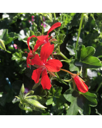 Geranium Lierre Simple Rouge