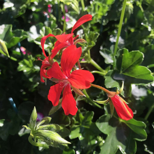 Geranium Lierre Simple Rouge