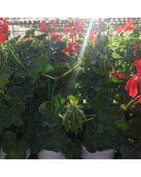 Geranium Lierre Simple Rouge