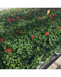 Geranium Lierre Simple Rouge