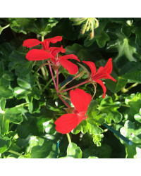 Geranium Lierre Simple Rouge