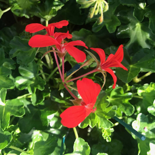 Geranium Lierre Simple Rouge