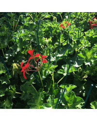Geranium Lierre Simple Rouge