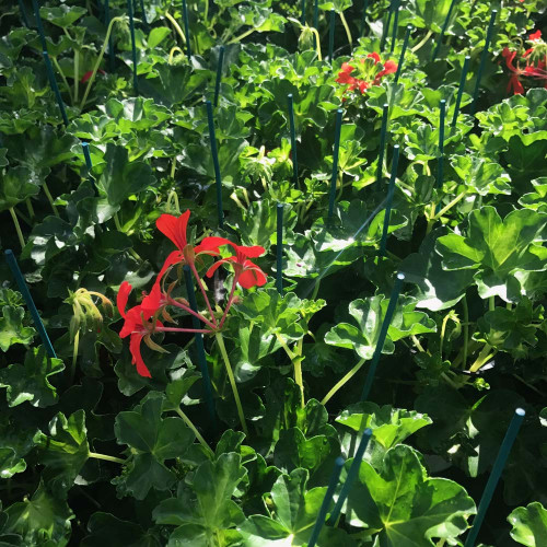 Geranium Lierre Simple Rouge