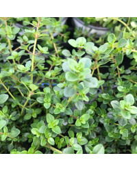 Thymus Citriodorus Limone