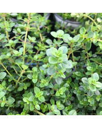 Thymus Citriodorus Limone