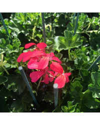 Geranium Lierre Simple Rose Foncé