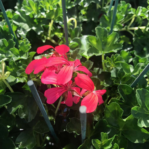 Geranium Lierre Simple Rose Foncé