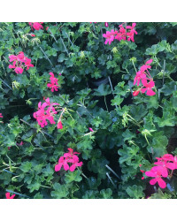 Geranium Lierre Simple Rose Foncé