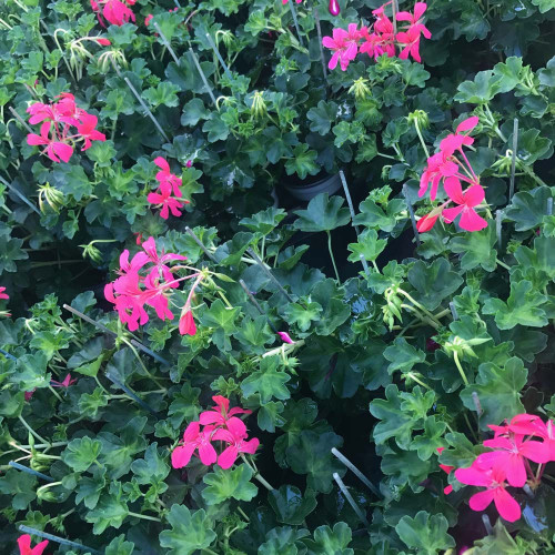 Geranium Lierre Simple Rose Foncé