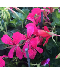 Geranium Lierre Simple Rose Foncé
