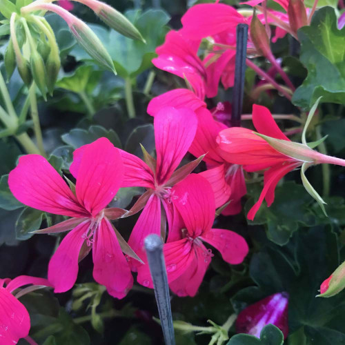 Geranium Lierre Simple Rose Foncé