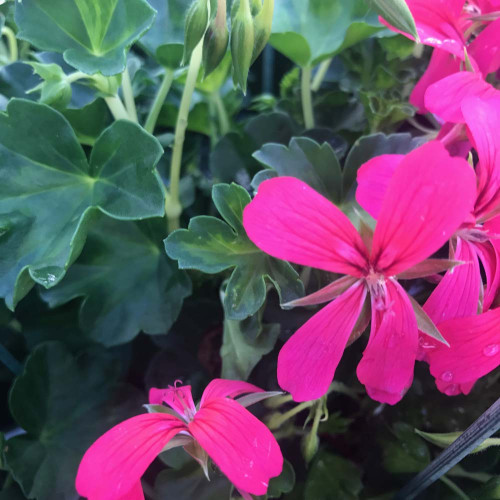 Geranium Lierre Simple Rose Foncé