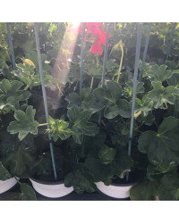 Geranium Lierre Simple Rose Foncé