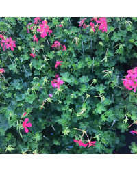 Geranium Lierre Simple Rose Foncé