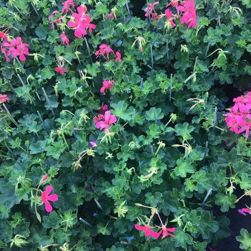 Geranium Lierre Simple Rose Foncé