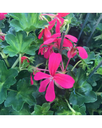 Geranium Lierre Simple Rose Foncé