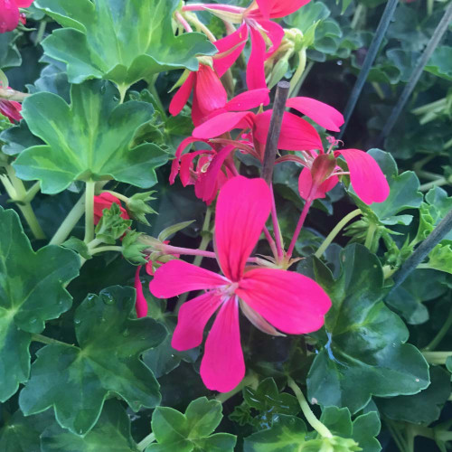 Geranium Lierre Simple Rose Foncé