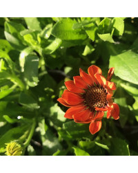 Osteospermum Ecklonis Astra Orange Sunrise