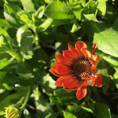 Osteospermum Ecklonis Astra Orange Sunrise