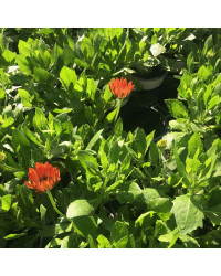 Osteospermum Ecklonis Astra Orange Sunrise