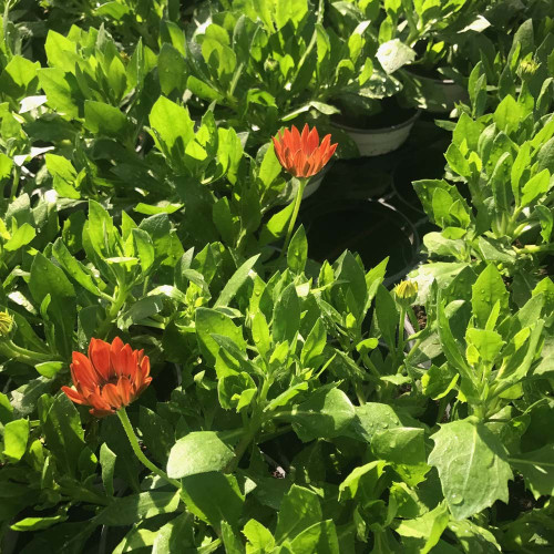 Osteospermum Ecklonis Astra Orange Sunrise