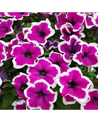 Petunia Hybrida Sanguna Purple Picotee
