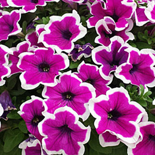 Petunia Hybrida Sanguna Purple Picotee