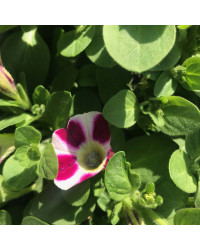Petunia Cascadias Bicolor Cabernet