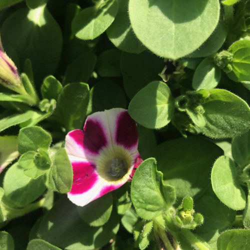 Petunia Cascadias Bicolor Cabernet