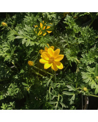 Bidens Ferulifolia Solaire Horizon
