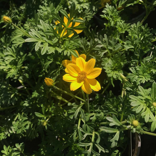 Bidens Ferulifolia Solaire Horizon