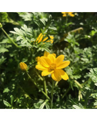 Bidens Ferulifolia Solaire Horizon