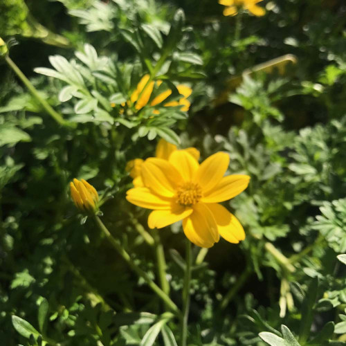 Bidens Ferulifolia Solaire Horizon