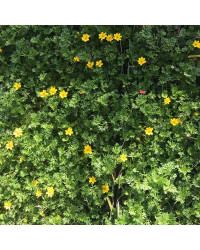 Bidens Ferulifolia Solaire Horizon