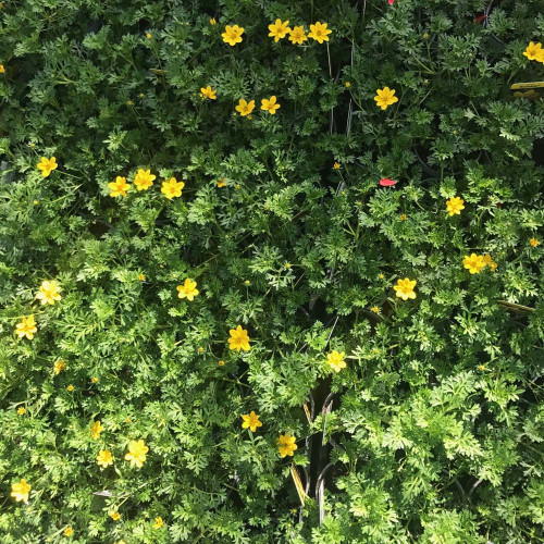 Bidens Ferulifolia Solaire Horizon