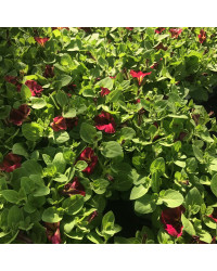Petunia Mystical Cha-Ching Cherry