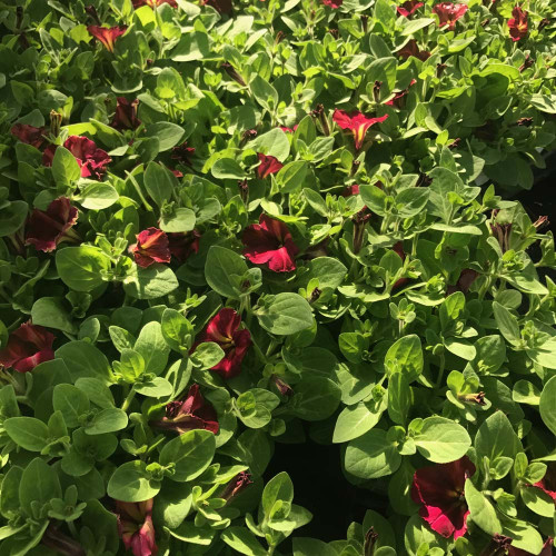 Petunia Mystical Cha-Ching Cherry