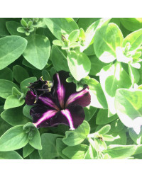Petunia Mystical Merlin Velvet White