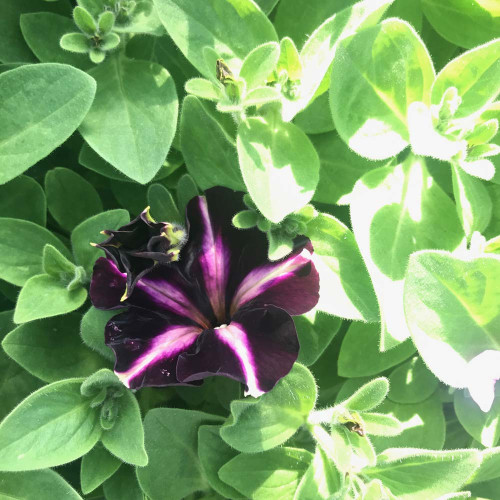 Petunia Mystical Merlin Velvet White