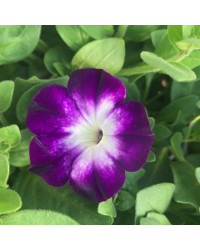 Petunia Sanguna Twirl Blue